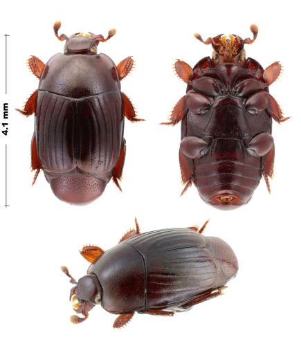 Paratropus sp.